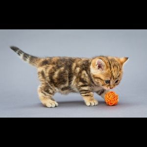 Meet your Posher, Kristi